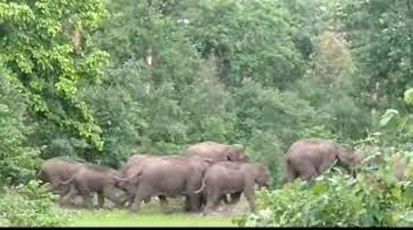 महासमुंद: हाथी के हमले से दो ग्रामीणों की मौत