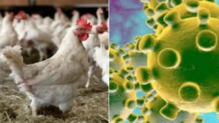 अब झारखंड में भी Bird flu को लेकर अलर्ट, एडवाइजरी जारी