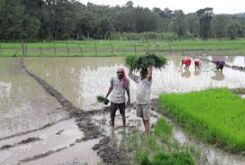मंडुवा, झंगोरा का किसानों को मिलेगा अब उचित दाम