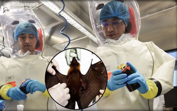 वुहान लैब में चमगादड़ों से मिले तीन तरह के वायरस