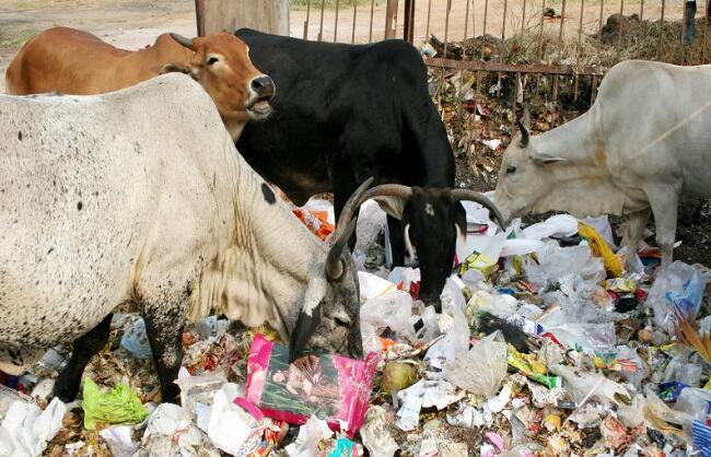 हिंगोनिया गोशाला में पॉलीथिन से रोजाना 40 गायों की मौत