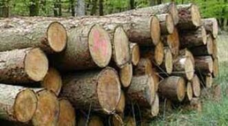 सर्च वारंट तलाशी में ग्राम बम्हनी से अवैध लकड़ी बरामद