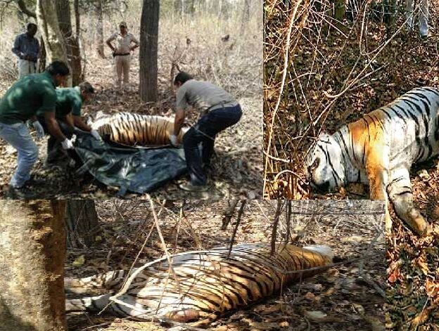 मध्य प्रदेश में पिछले 24 घंटों में दो बाघों की मौत