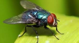 मनुष्यों में बीमारी फैलाती हैं घरेलू मक्खियां