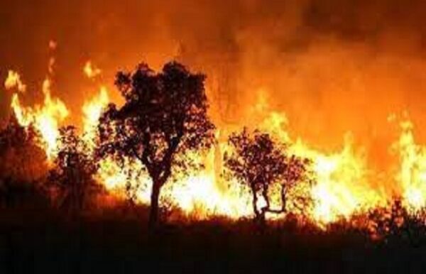 अल्जीरिया के जंगलों में भीषण आग, 30 लोगों की मौत