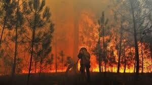 पुर्तगाल में जंगलों में लगी भीषण आग से 62 लोगों की मौत