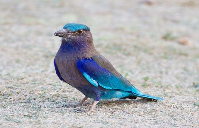 पर्यावरण संतुलन बिगड़ने से विलुप्त होने लगा नीलकंठ पक्षी
