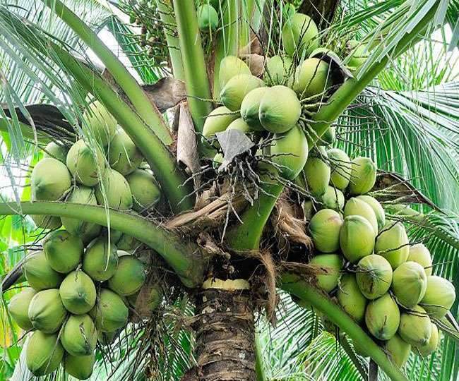 जानिए नारियल पानी पीने के फायदे