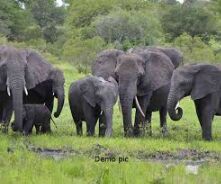 हाथियों का दल धमतरी-चारामा सीमा में पहुंचा, किसान परेशान