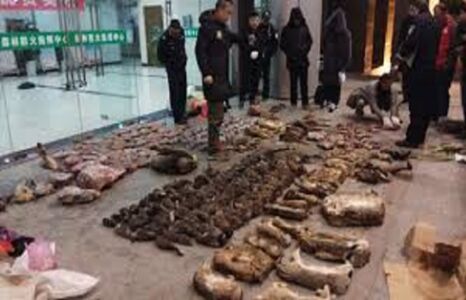 चीनी प्रशासन ने उठाया सख्त कदम , जानवरों के मांस खाने पर लगाया गया प्रतिबंध