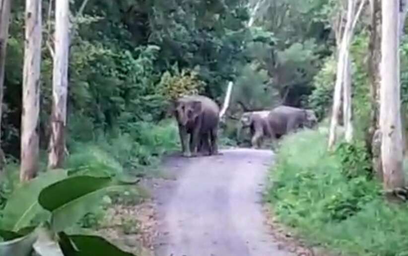 रामगंगा सैंडिल बांध मार्ग पर हाथियों से रहें सावधान