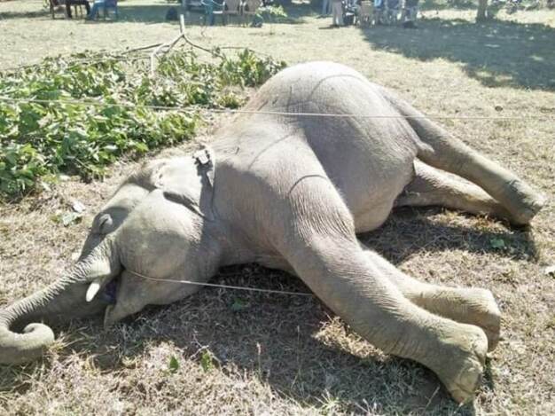 हाथियों की करंट से मौत के बाद जागा वन विभाग, अवैध तार व कनेक्शनों को हटवाने चलाया अभियान