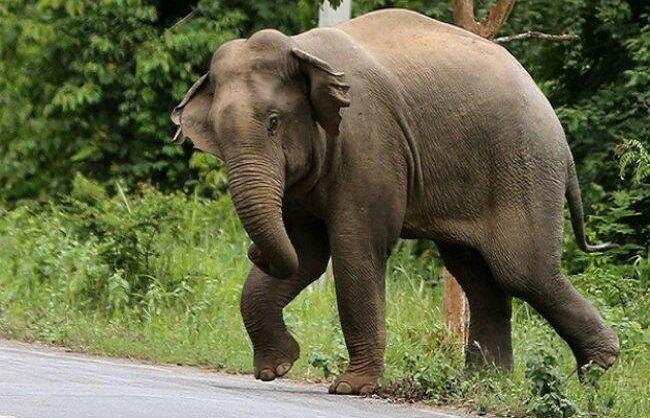 असम में जंगली हाथी के हमले में बच्ची की मौत