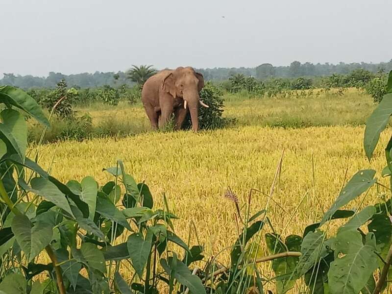 गांव में हाथी